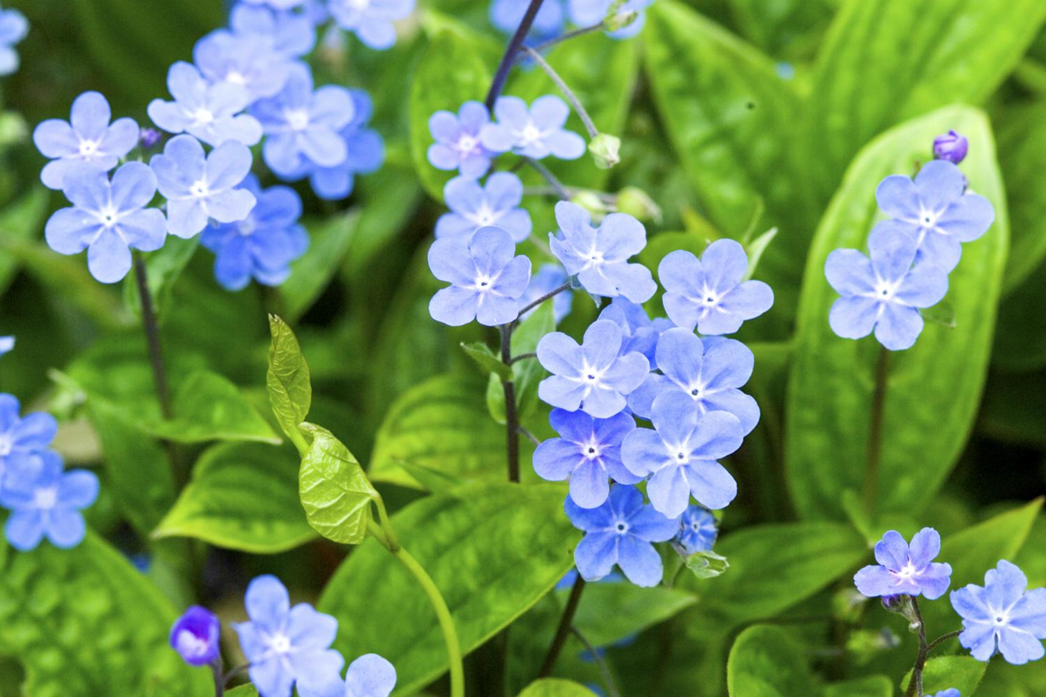Omphalodes cappadocica 'All Summer Blues'
